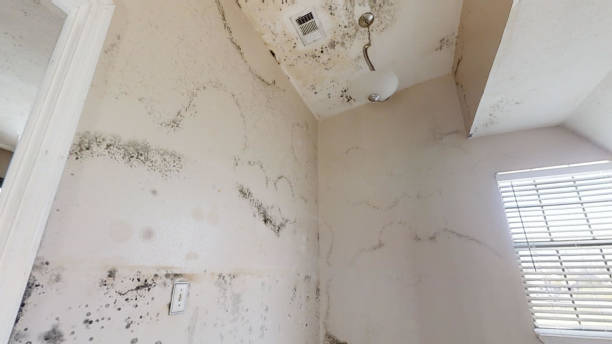 Environmental Consulting for Mold Prevention in Utqiagvik, AK