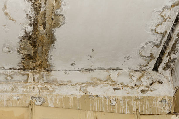 Best Mold Removal for HVAC Installations  in Utqiagvik, AK