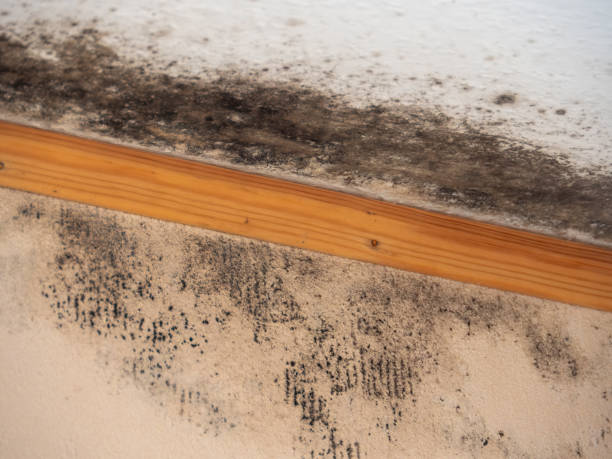 Best Emergency Mold Remediation  in Utqiagvik, AK