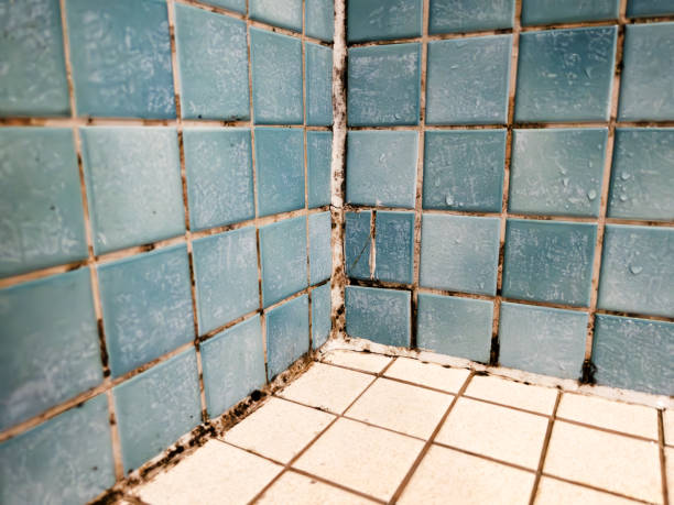 Best Mold-Related Health Consultation  in Utqiagvik, AK