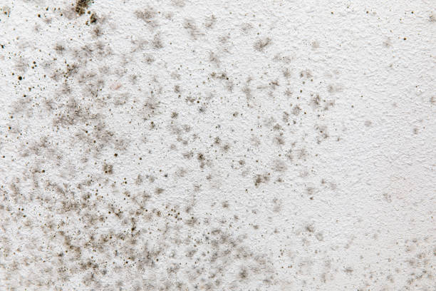 Trusted Utqiagvik, AK Mold Removal Experts