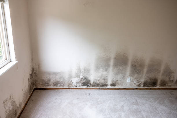Best Comprehensive Air Testing for Mold Contaminants  in Utqiagvik, AK