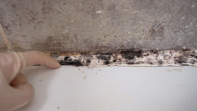 Best Mold Documentation for Insurance Claims  in Utqiagvik, AK