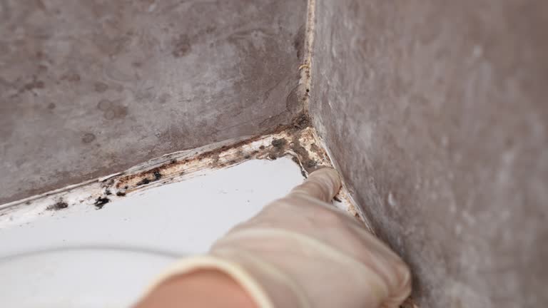 Best Basement Mold Removal  in Utqiagvik, AK